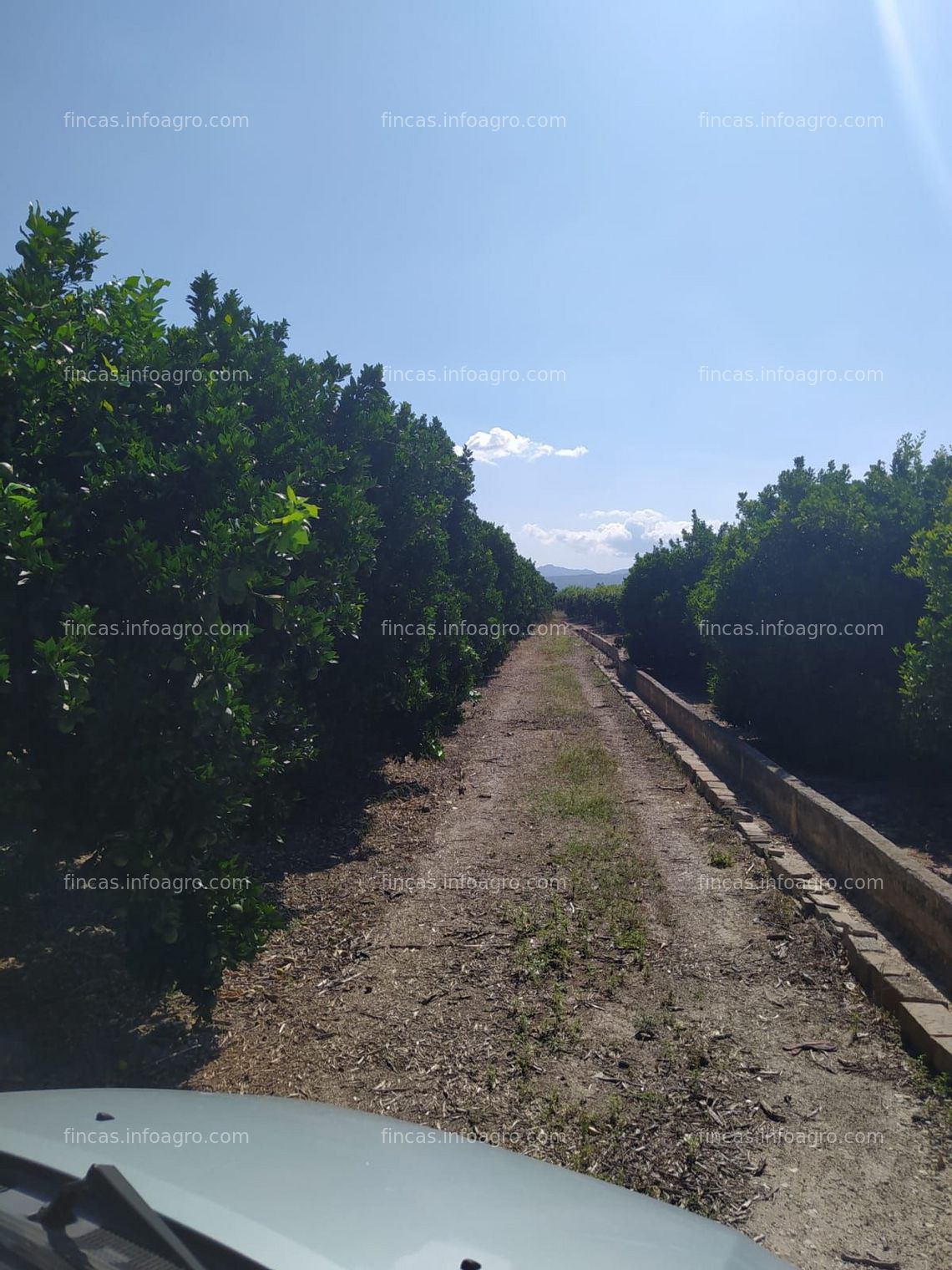 Fotos de Vendo parcelas de naranjos en Ribera del Júcar