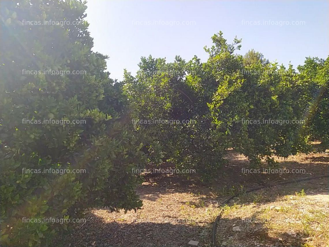 Fotos de Vendo parcelas de naranjos en Ribera del Júcar