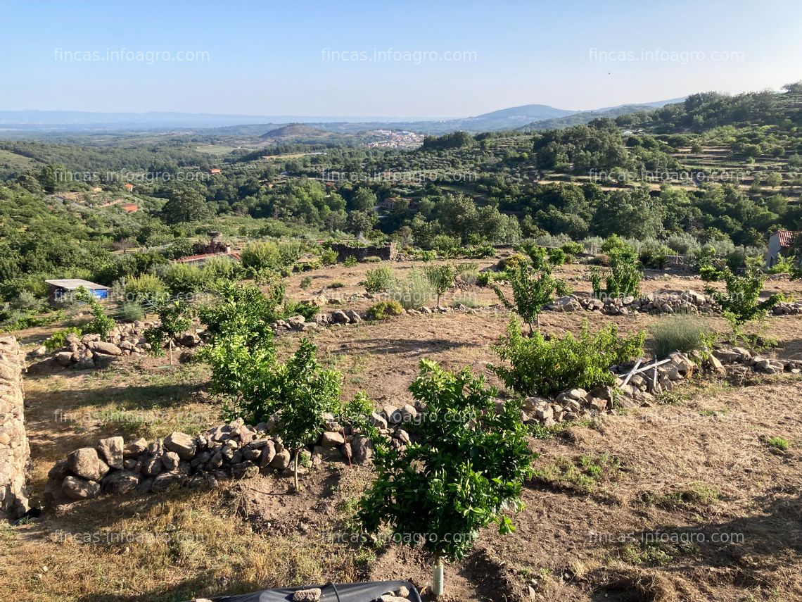 Fotos de Vendo finca de regadío en La Vera (Cáceres)