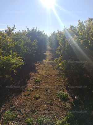 A la venta Finca rústica en Nules (4 hanegadas) 