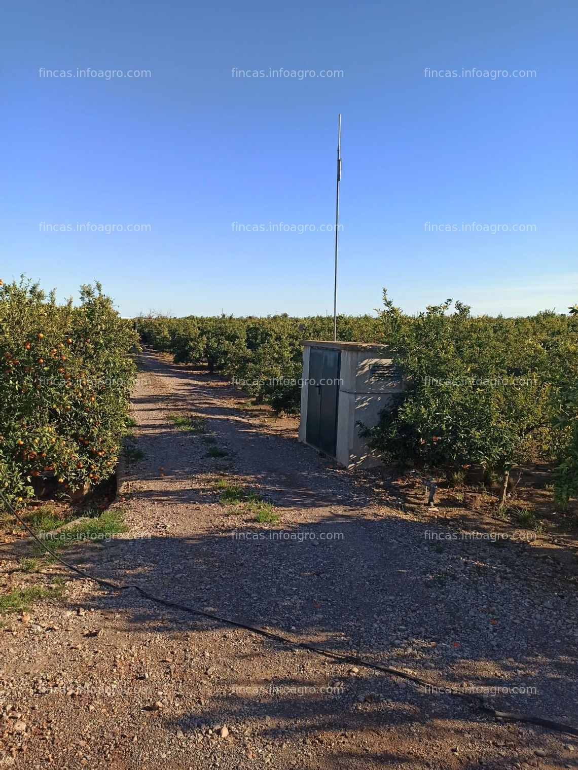 Fotos de A la venta Finca rústica en Nules (4 hanegadas) 