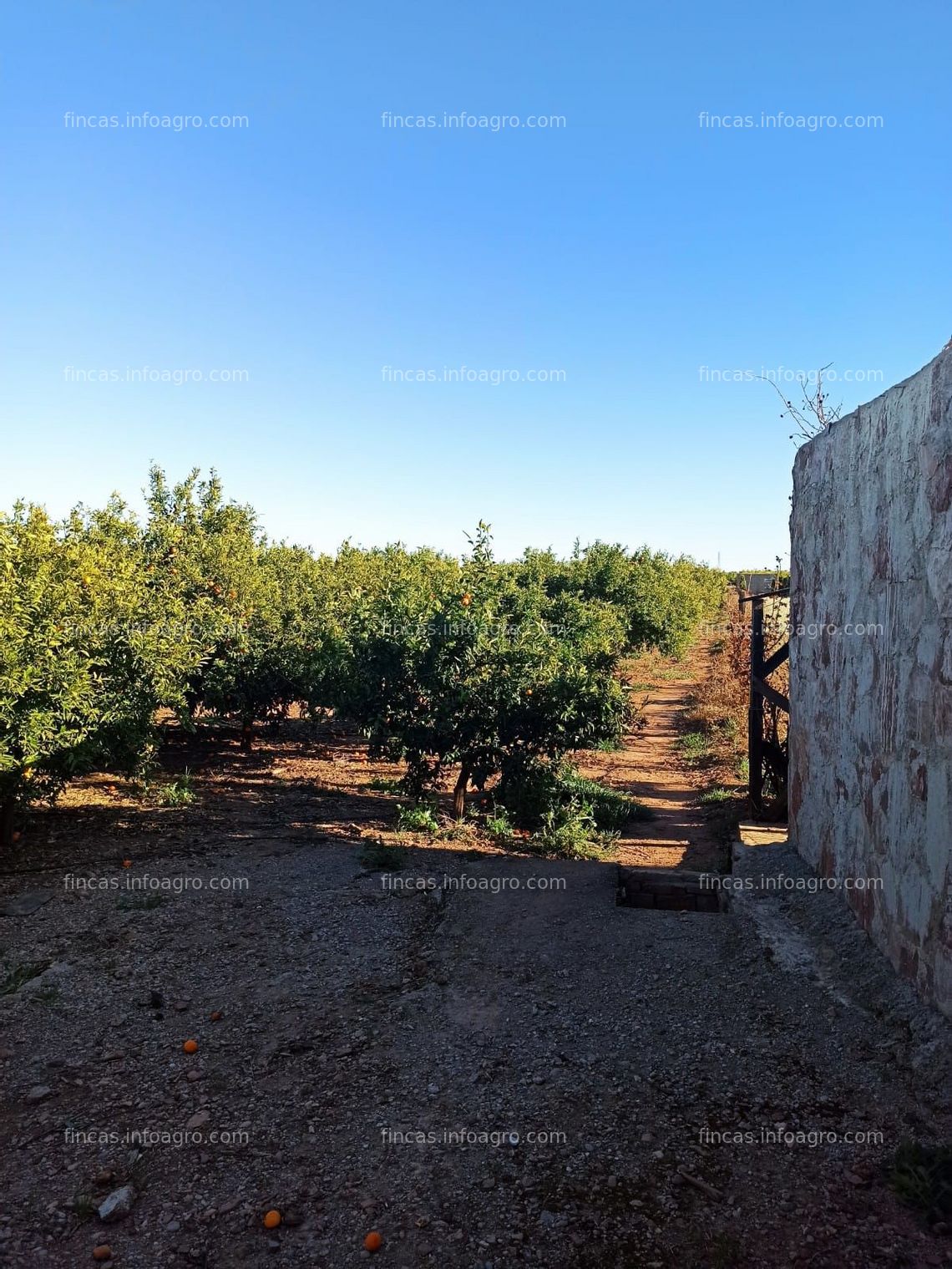 Fotos de A la venta Finca rústica en Nules (4 hanegadas) 