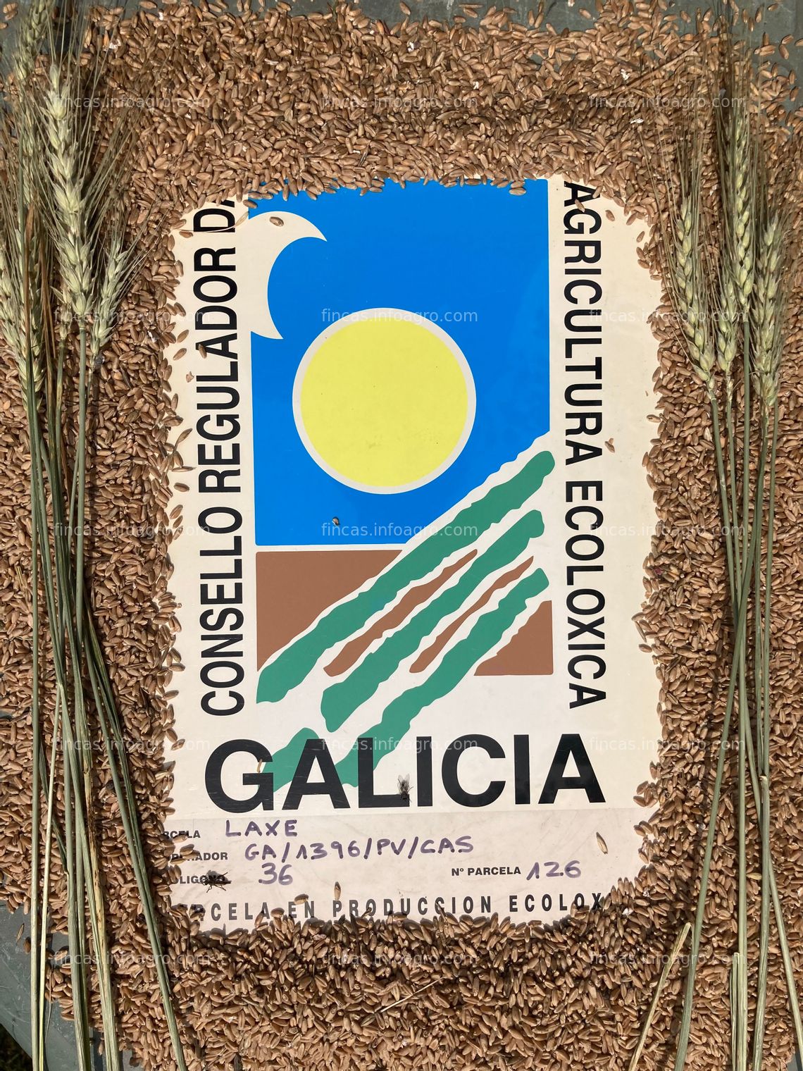 Fotos de Vendo Trigo ecológico de Galicia. Certíficado
