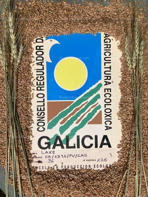 Vendo Trigo ecológico de Galicia. Certíficado