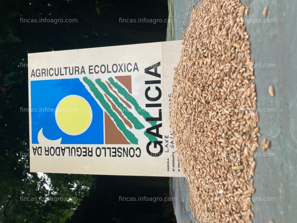 Fotos de Vendo Trigo ecológico de Galicia. Certíficado