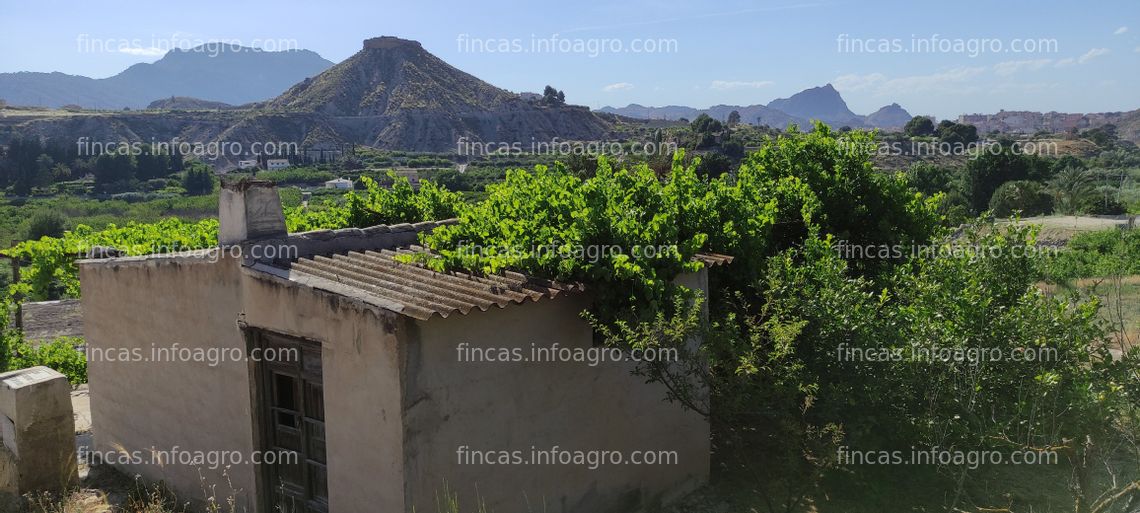 Fotos de Vendo BLANCA (MURCIA) HUERTA DE LIMONEROS EN PRODUCCION