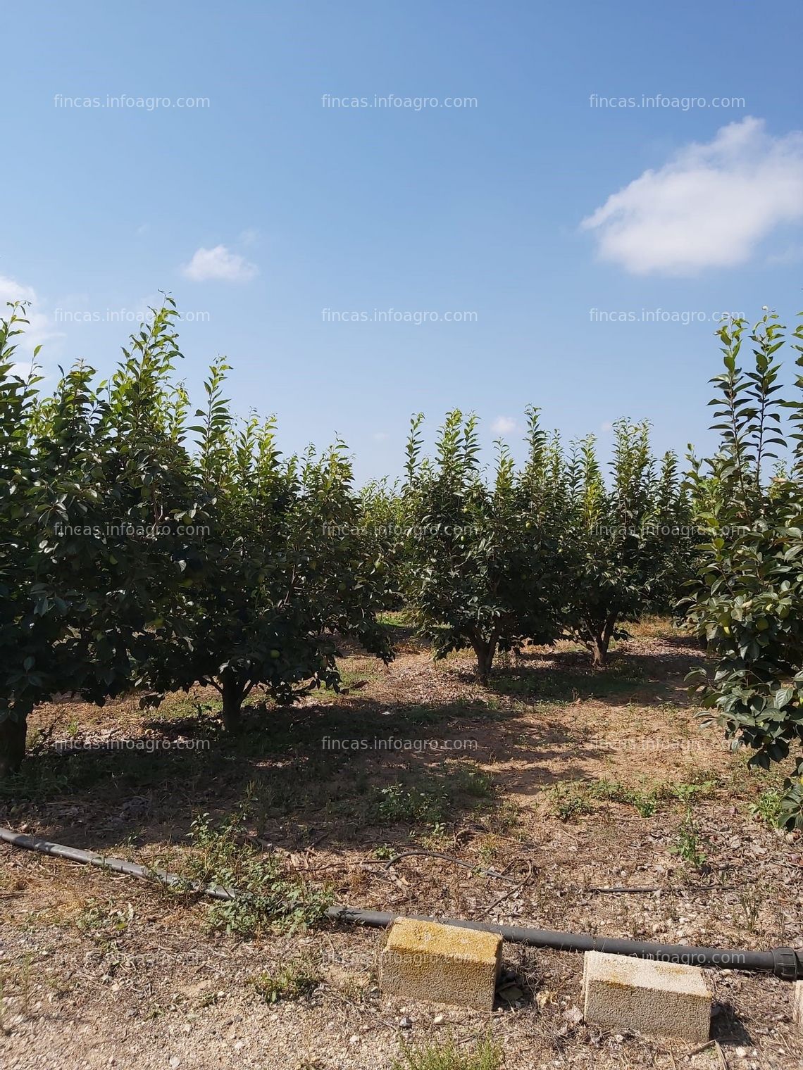 Fotos de En venta  FINCA . CAQUIS Y NAVELS EN PLENA PRODUCCIÓN .