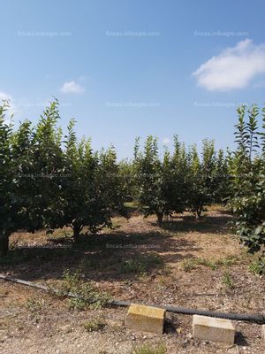 En venta  FINCA . CAQUIS Y NAVELS EN PLENA PRODUCCIÓN .