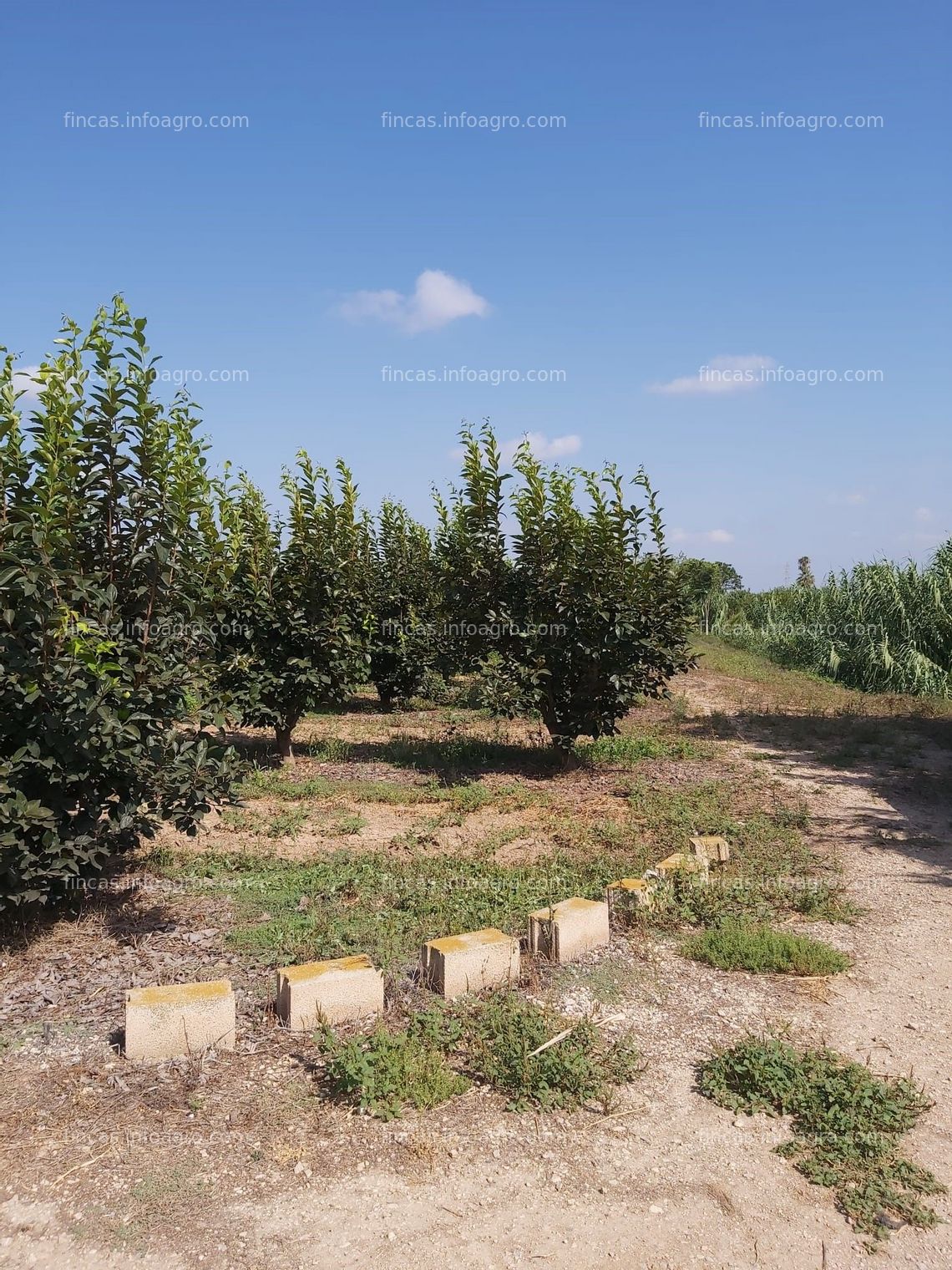 Fotos de En venta  FINCA . CAQUIS Y NAVELS EN PLENA PRODUCCIÓN .