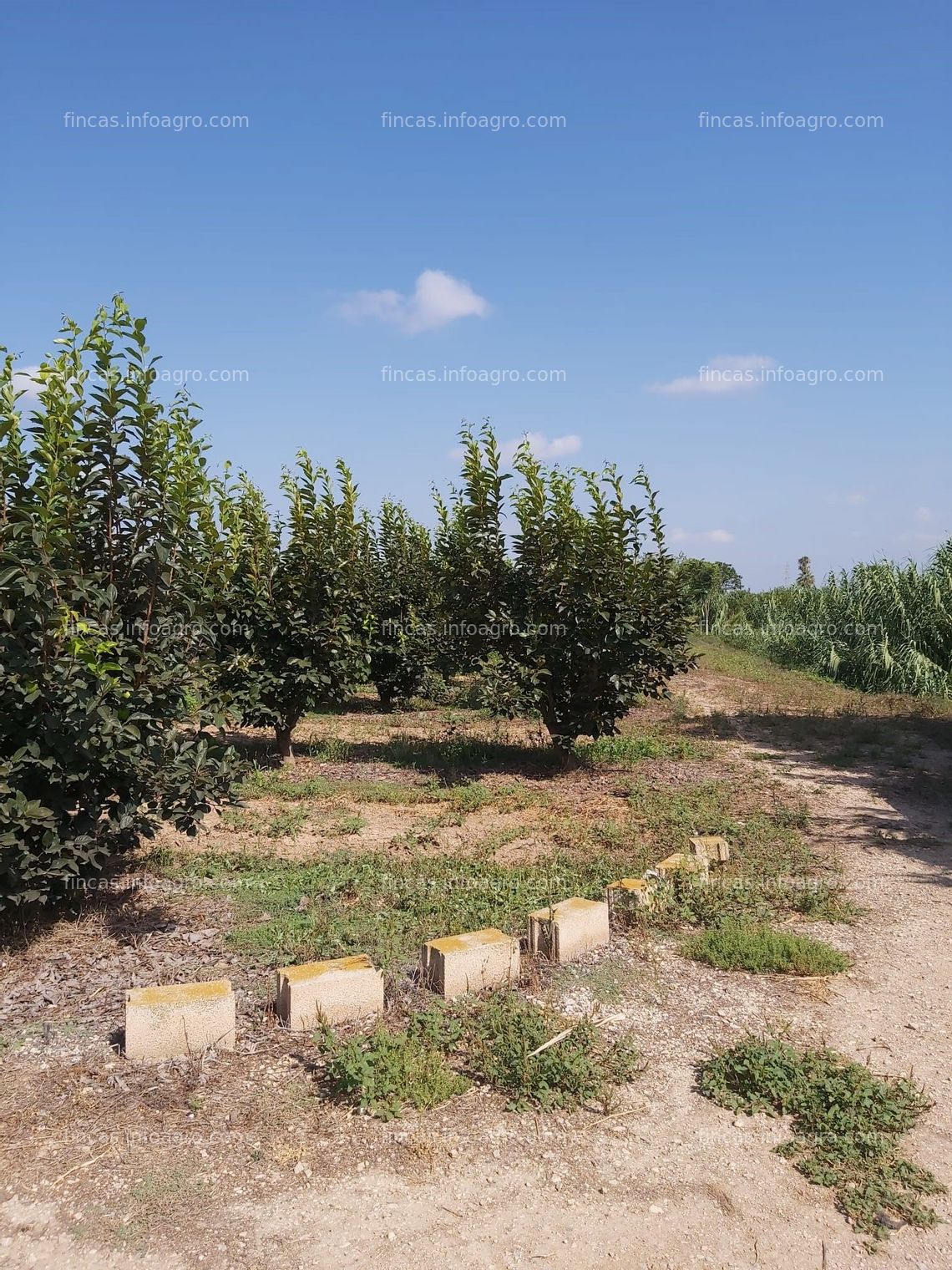 Fotos de En venta  FINCA . CAQUIS Y NAVELS EN PLENA PRODUCCIÓN .