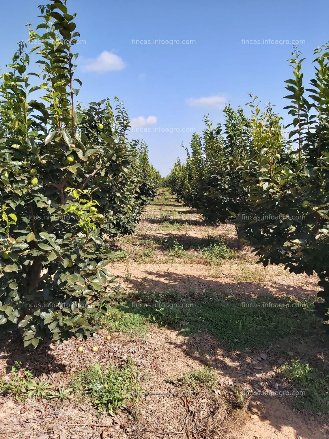 Fotos de En venta  FINCA . CAQUIS Y NAVELS EN PLENA PRODUCCIÓN .