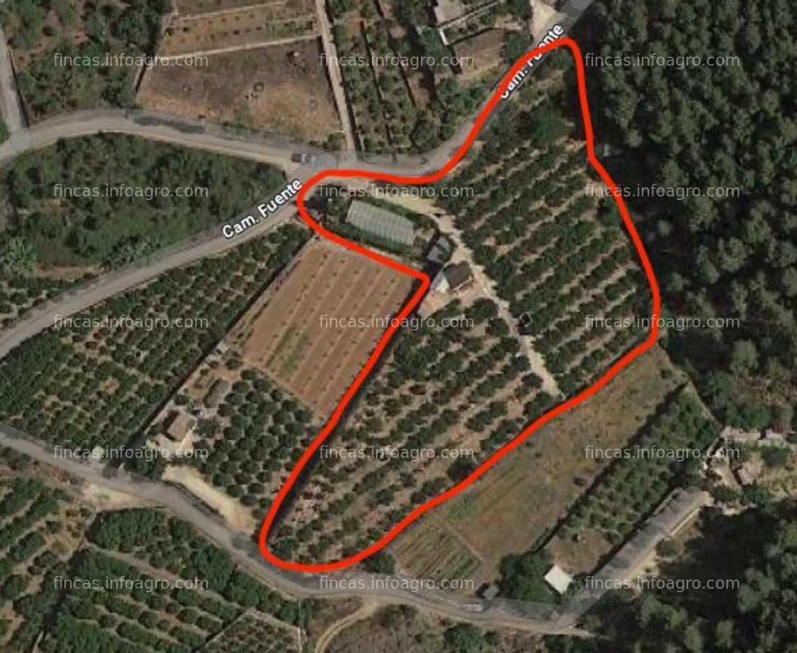 Fotos de Vendo OPORTUNIDAD finca de mandarinas nadorcott 