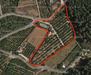 Vendo OPORTUNIDAD finca de mandarinas nadorcott 