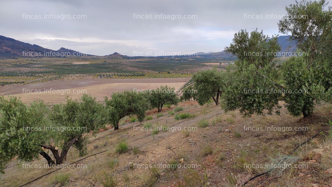 Fotos de Se vende finca 12 Has. con 1500 olivos ecológicos