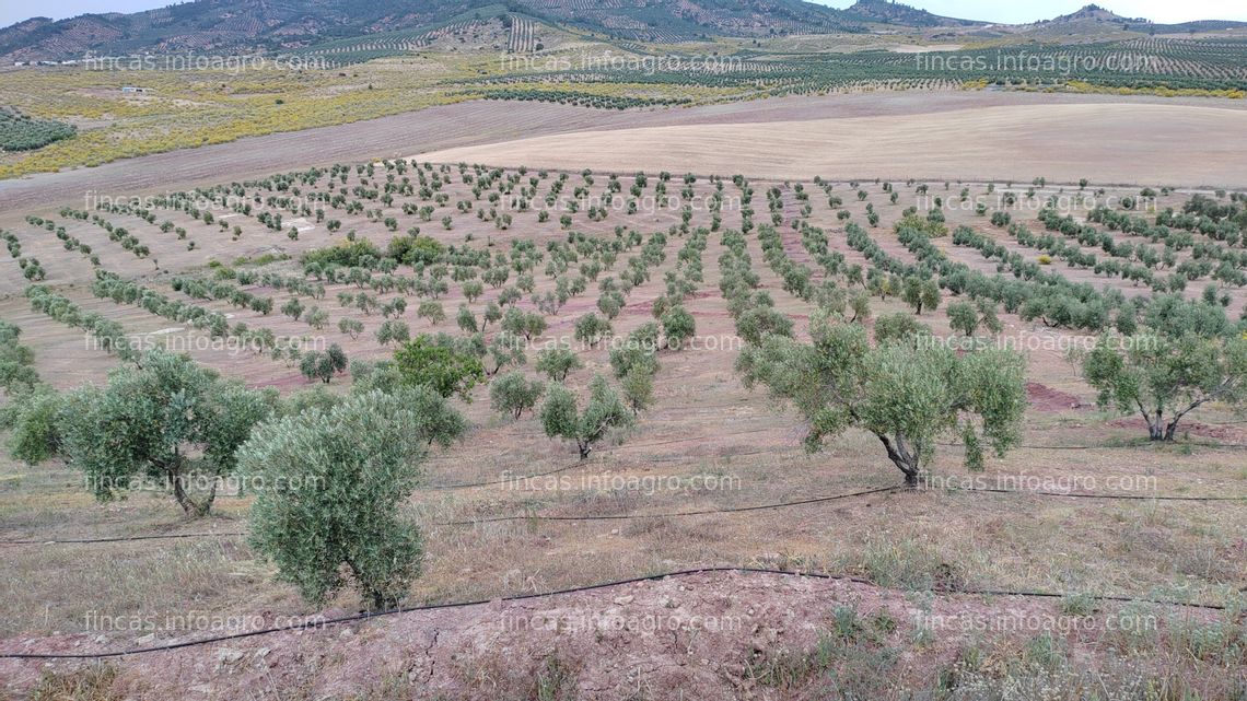 Fotos de Se vende finca 12 Has. con 1500 olivos ecológicos