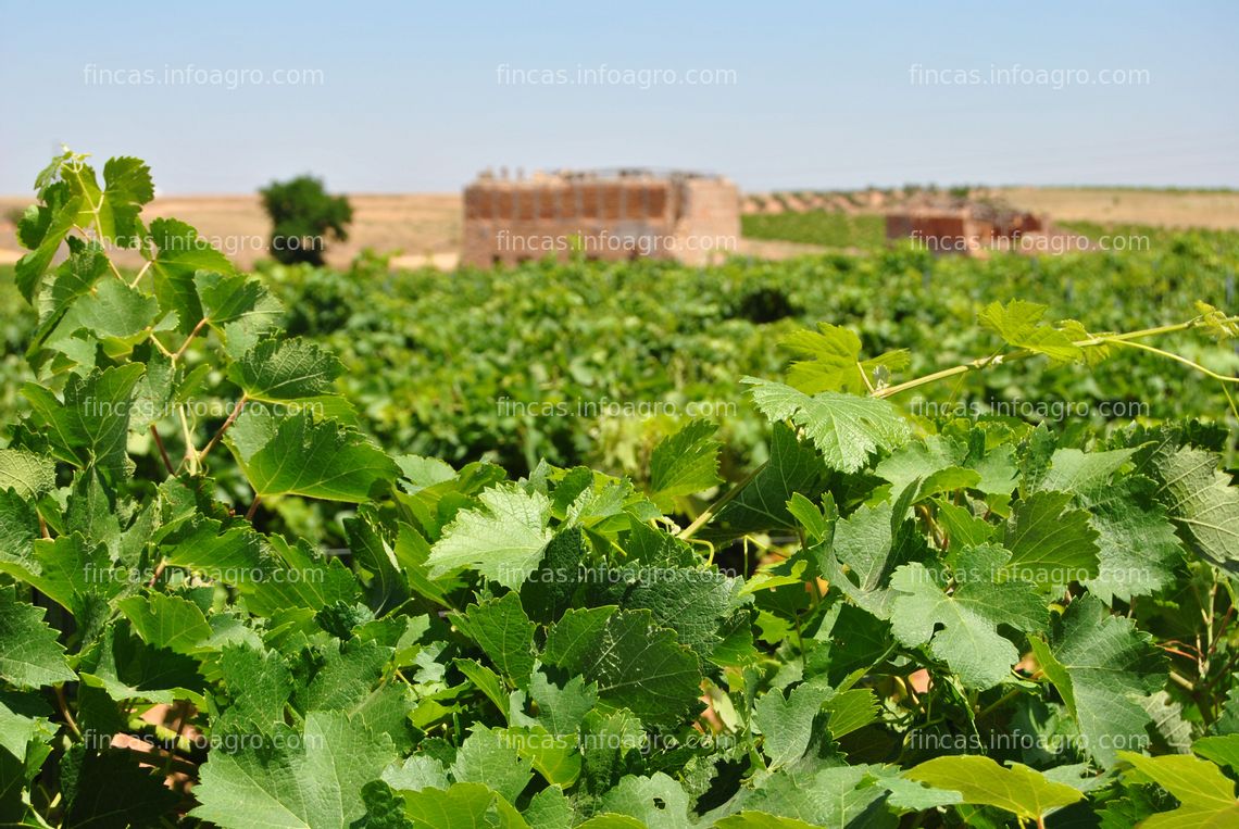 Fotos de A la venta 52 Has de Viñedo de Regadio en Castilla la Mancha