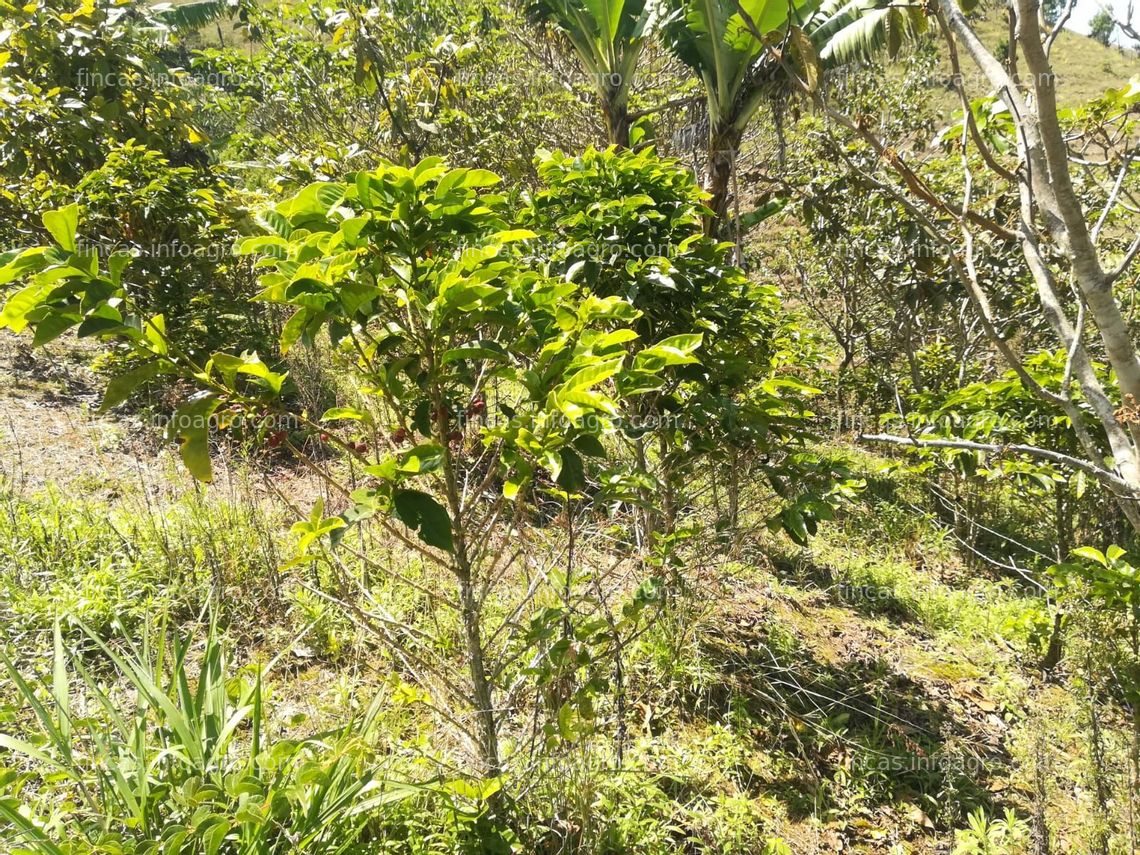 Fotos de A la venta finca pequeña bien ubicada en Chachagüí Nariño