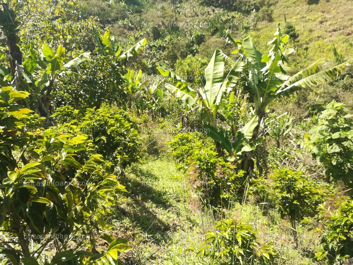 Fotos de A la venta finca pequeña bien ubicada en Chachagüí Nariño