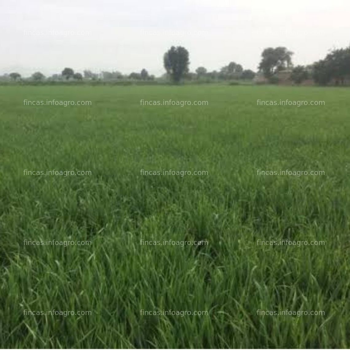 Fotos de En venta  terreno agrícola