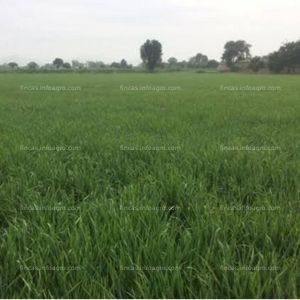 En venta  terreno agrícola