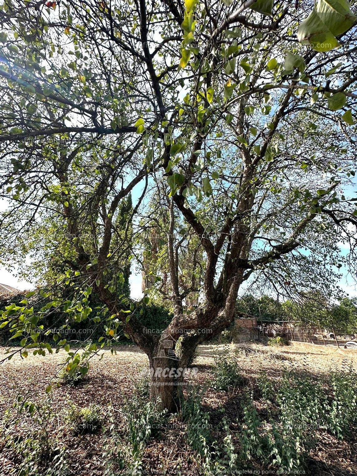 Fotos de En venta  PARCELA RUSTICA EN TERRENO URBANIZABLE 