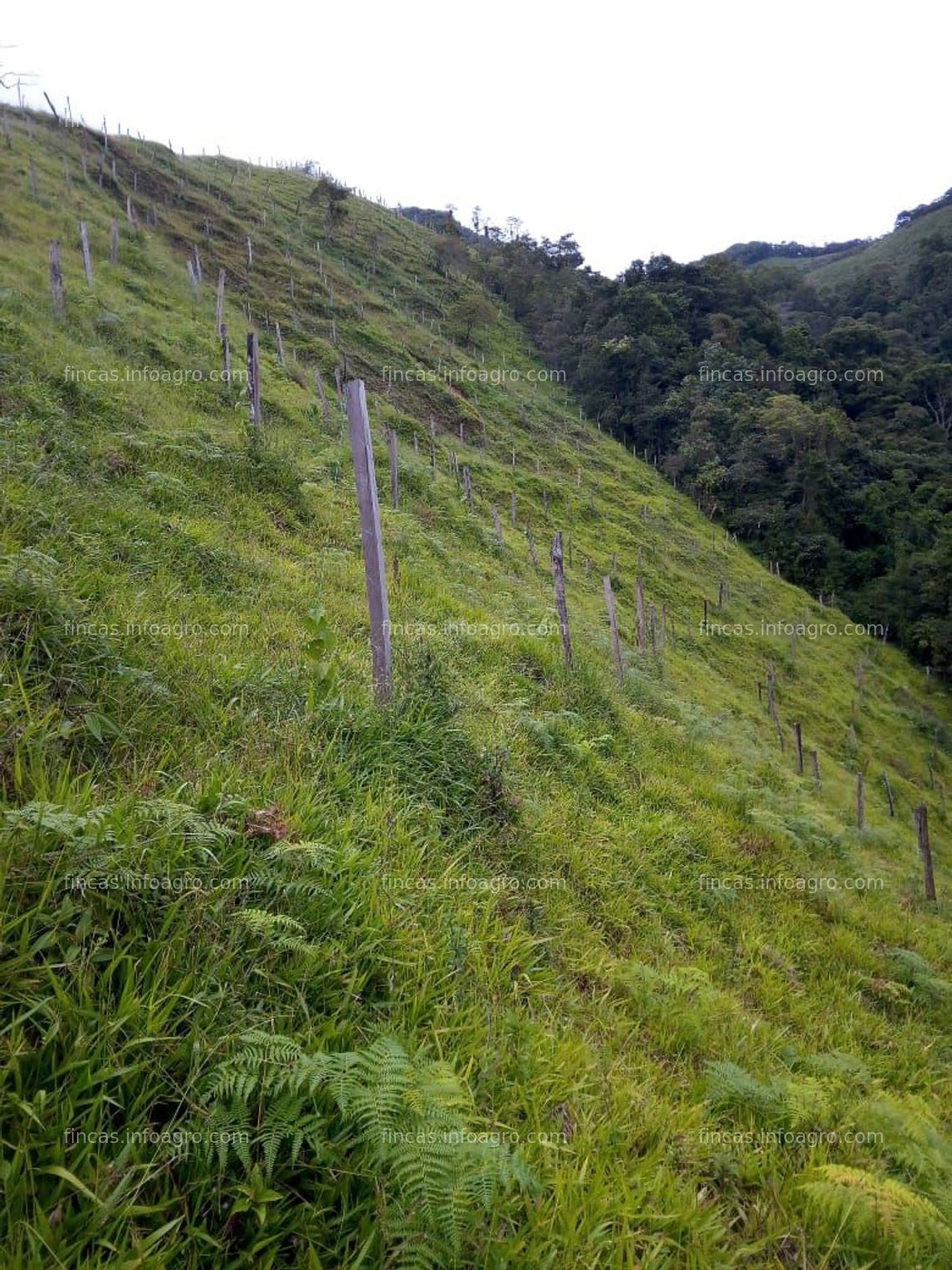 Fotos de En venta  ESPECTACULAR FINCA AGRICOLA Y GANADERA