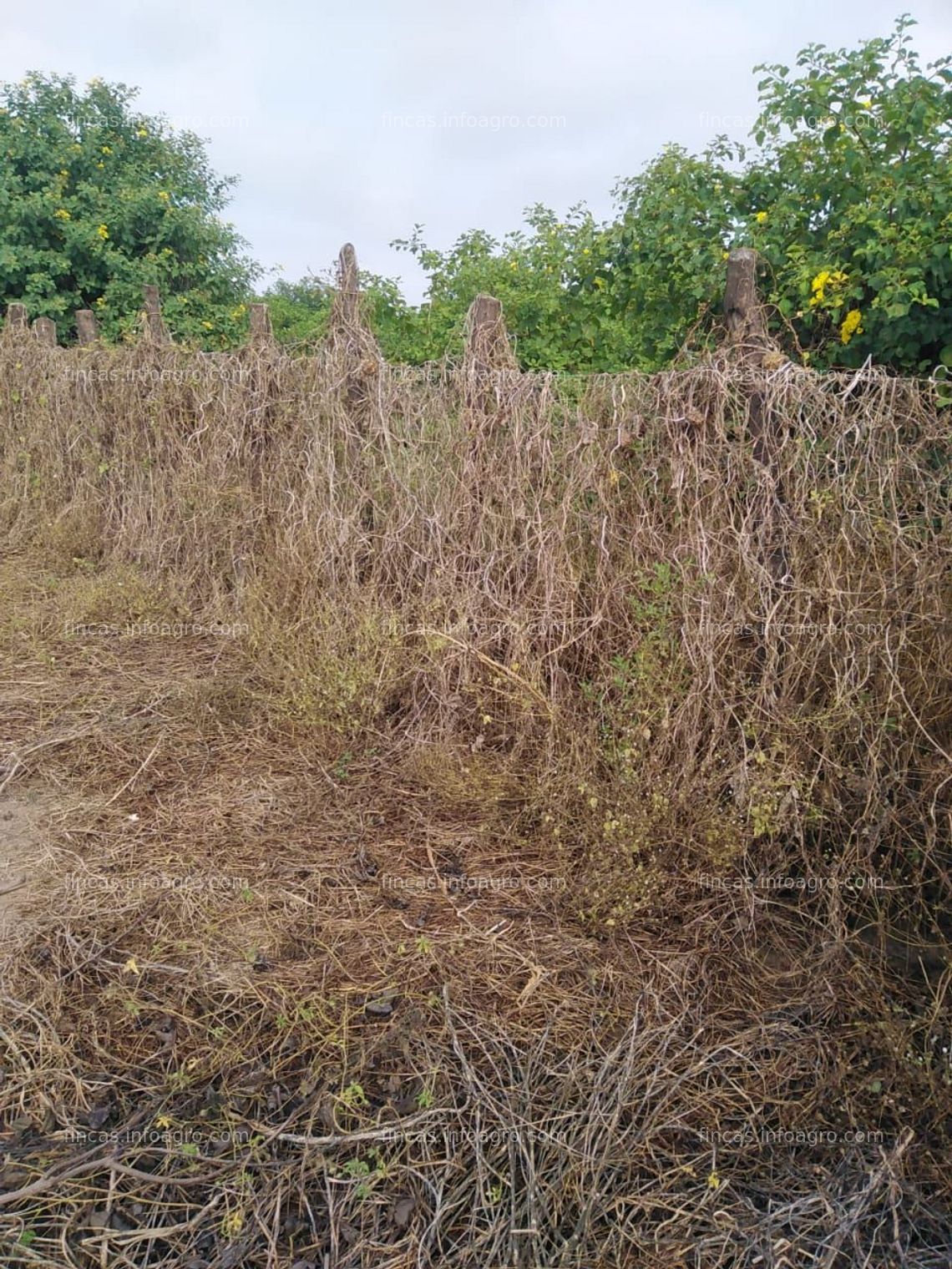Fotos de Se vende Parcela Rústica agricola Olmos 