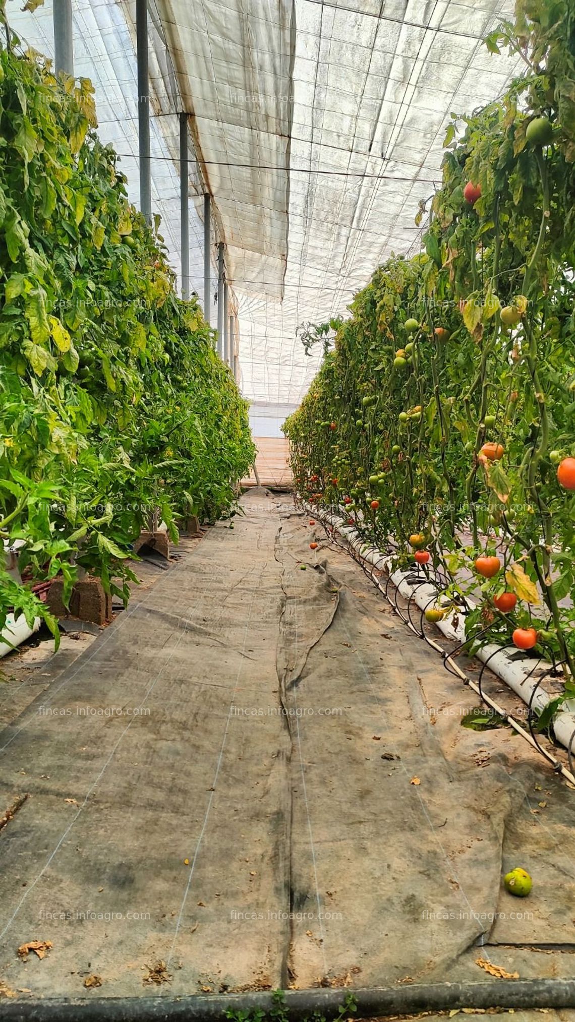 Fotos de A la venta invernadero en Vélez de Benaudalla, Granada