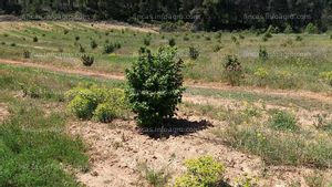 A la venta Terreno trufas y almendros