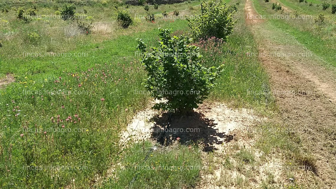 Fotos de A la venta Terreno trufas y almendros