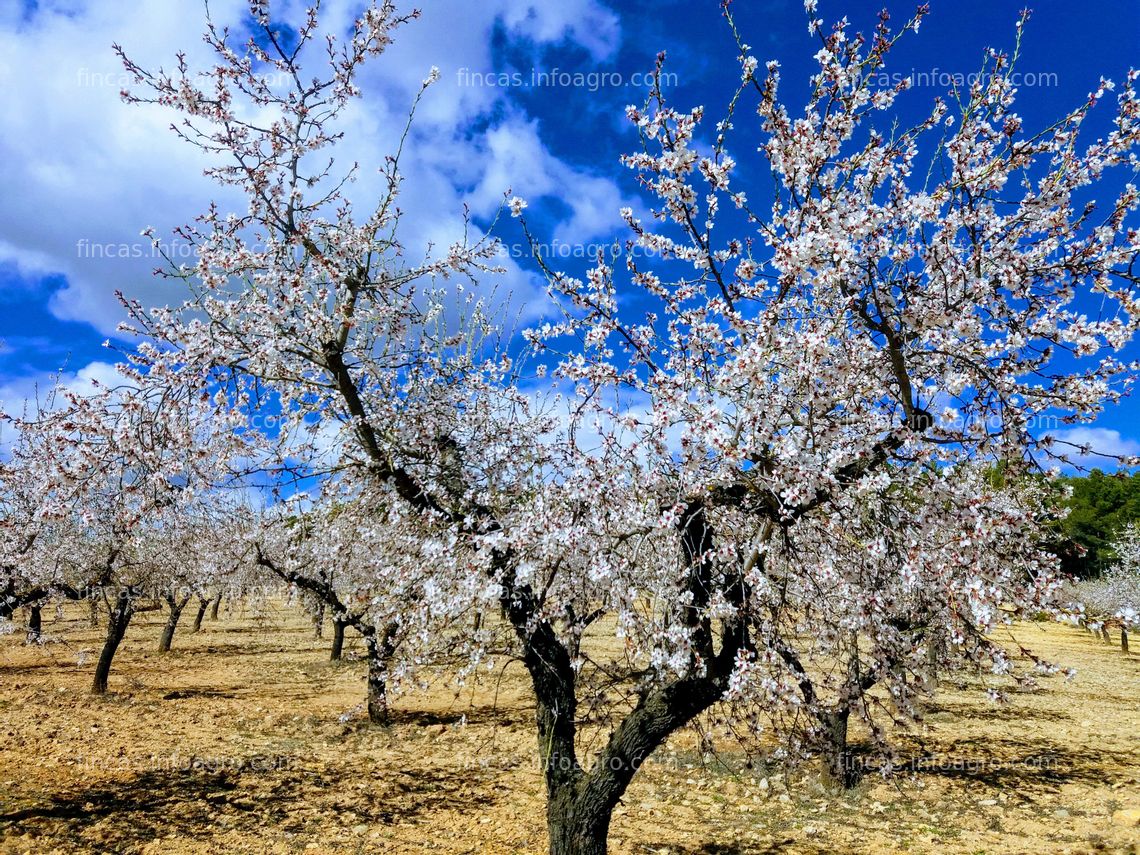 Fotos de A la venta Terreno trufas y almendros