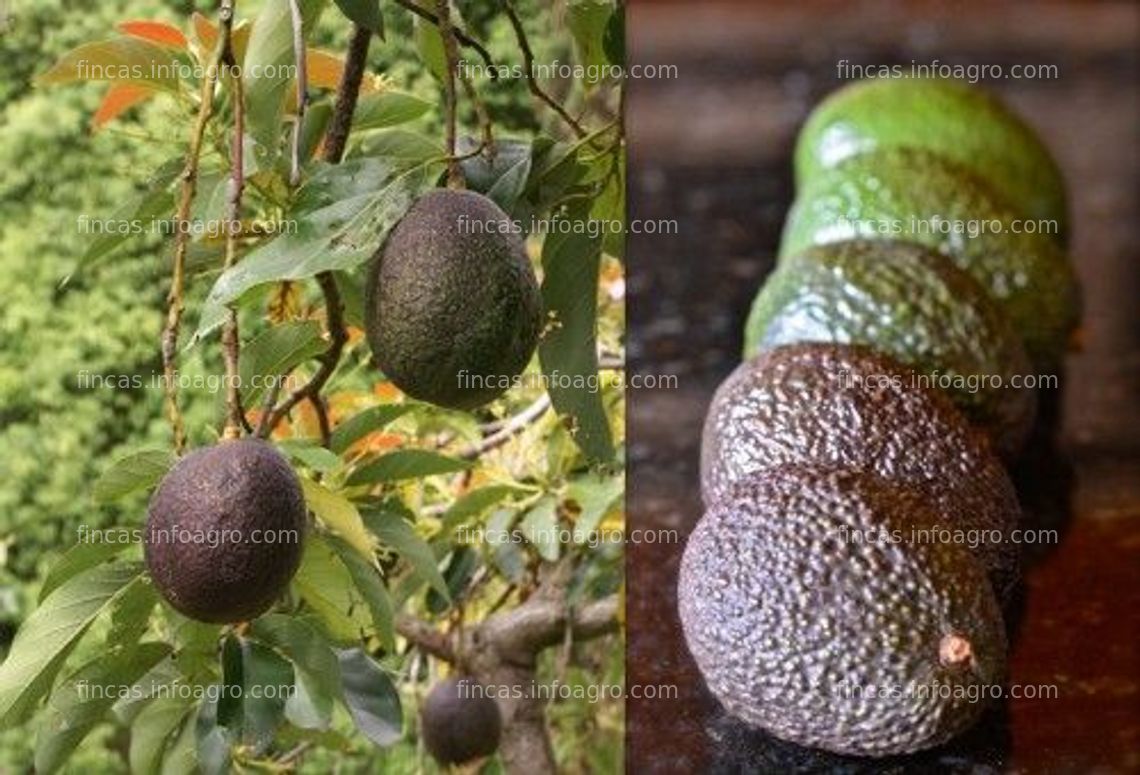 Fotos de En venta  fundo de 12 hectáreas con sembríos de palta en exportación en Chincha Alta