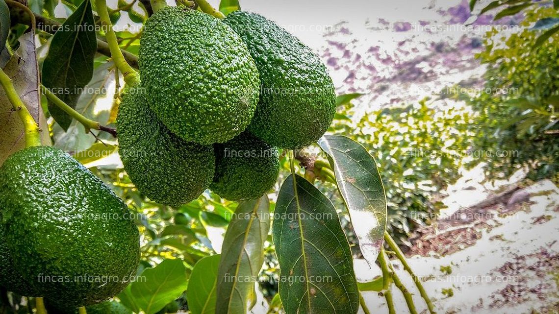 Fotos de En venta  fundo de 12 hectáreas con sembríos de palta en exportación en Chincha Alta