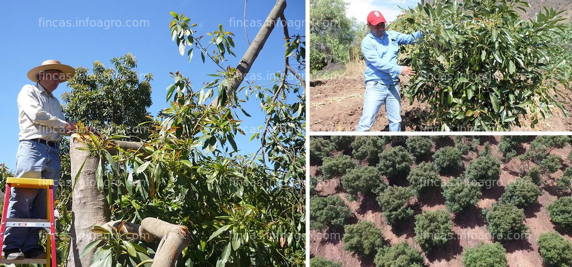 Fotos de En venta  fundo de 12 hectáreas con sembríos de palta en exportación en Chincha Alta