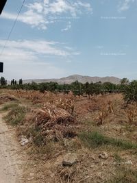 Fotos de Vendo terreno agrícola en Casma de 2 hectareas
