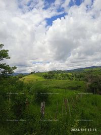 Fotos de En venta  Finca para pasto o ganado con plantación de Cedro