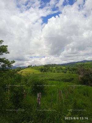 En venta  Finca para pasto o ganado con plantación de Cedro