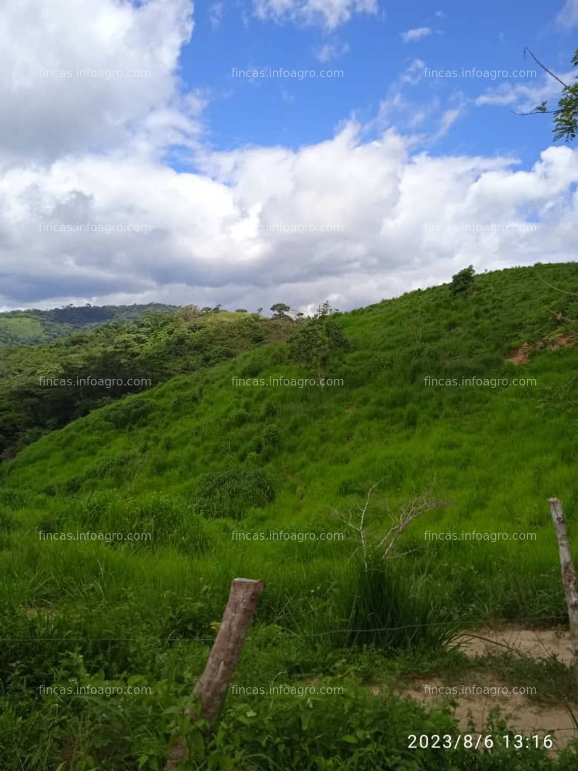 Fotos de En venta  Finca para pasto o ganado con plantación de Cedro