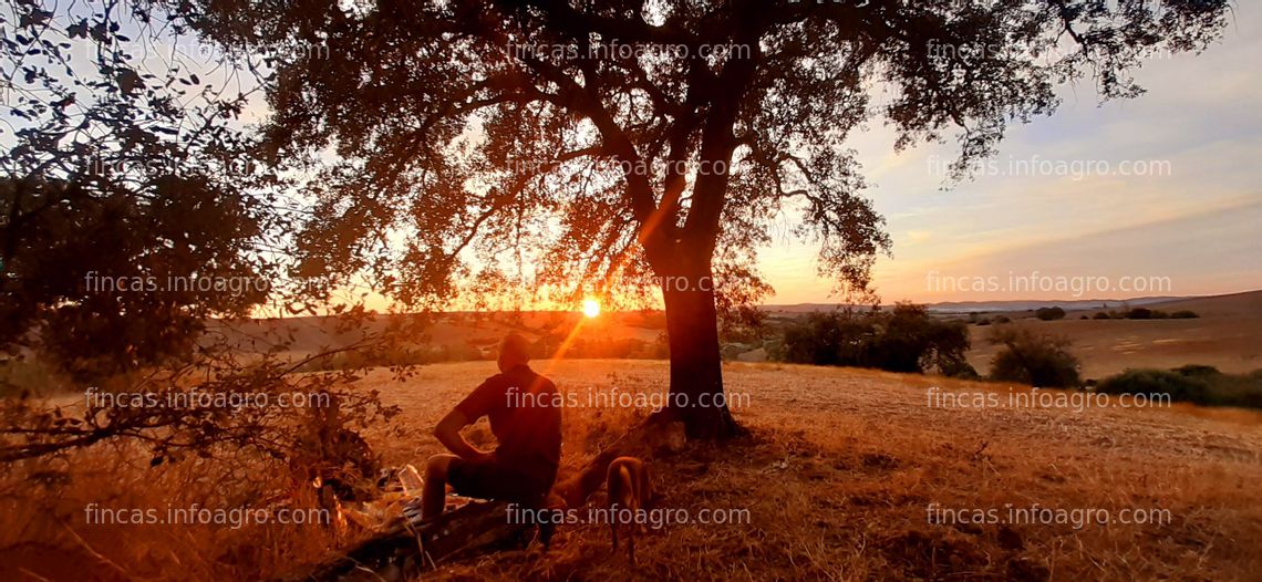 Fotos de Se vende casa rural con terraza, bosque nativo y gran terreno de cultivo en Arcos de la Frontera, Cádiz, España