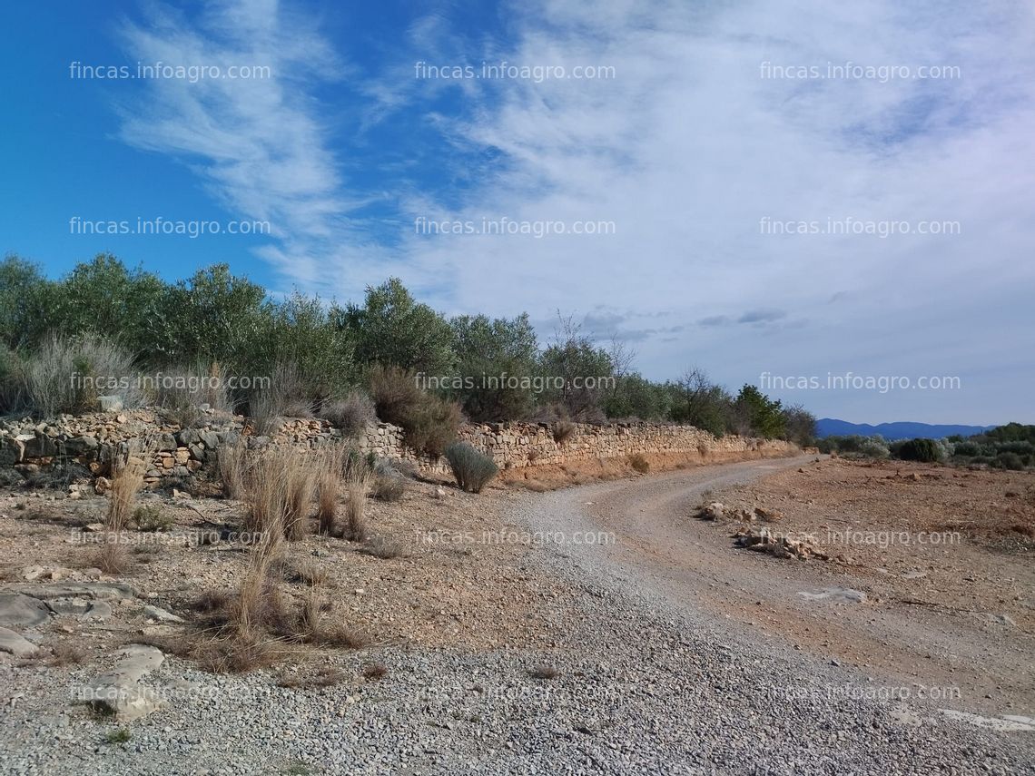 Fotos de En venta  Atractivo terreno rústico con olivos y casa para reformar en Casinos