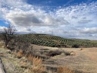 Fotos de Se vende Terreno urbanizable de 180.000 m2 , en (Dilar - Granada) . PLANTACION DE ALMENDROS