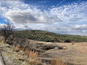 Se vende Terreno urbanizable de 180.000 m2 , en (Dilar - Granada) . PLANTACION DE ALMENDROS