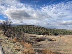 Se vende Terreno urbanizable de 180.000 m2 , en (Dilar - Granada) . PLANTACION DE ALMENDROS