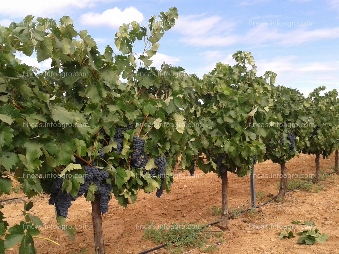 Fotos de En venta  Viñedo de 1,4 Ha variedad tempranillo con riego en Socuéllamos-Ciudad Real