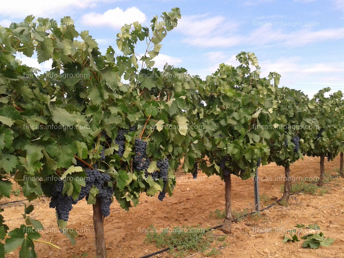 Fotos de A la venta Viñedo de 1,4 Ha variedad tempranillo con riego en Socuéllamos-Ciudad Real