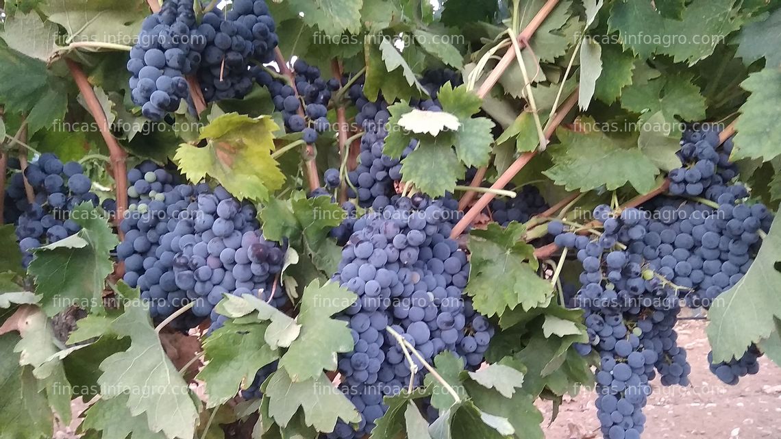 Fotos de A la venta Viñedo de 1,4 Ha variedad tempranillo con riego en Socuéllamos-Ciudad Real