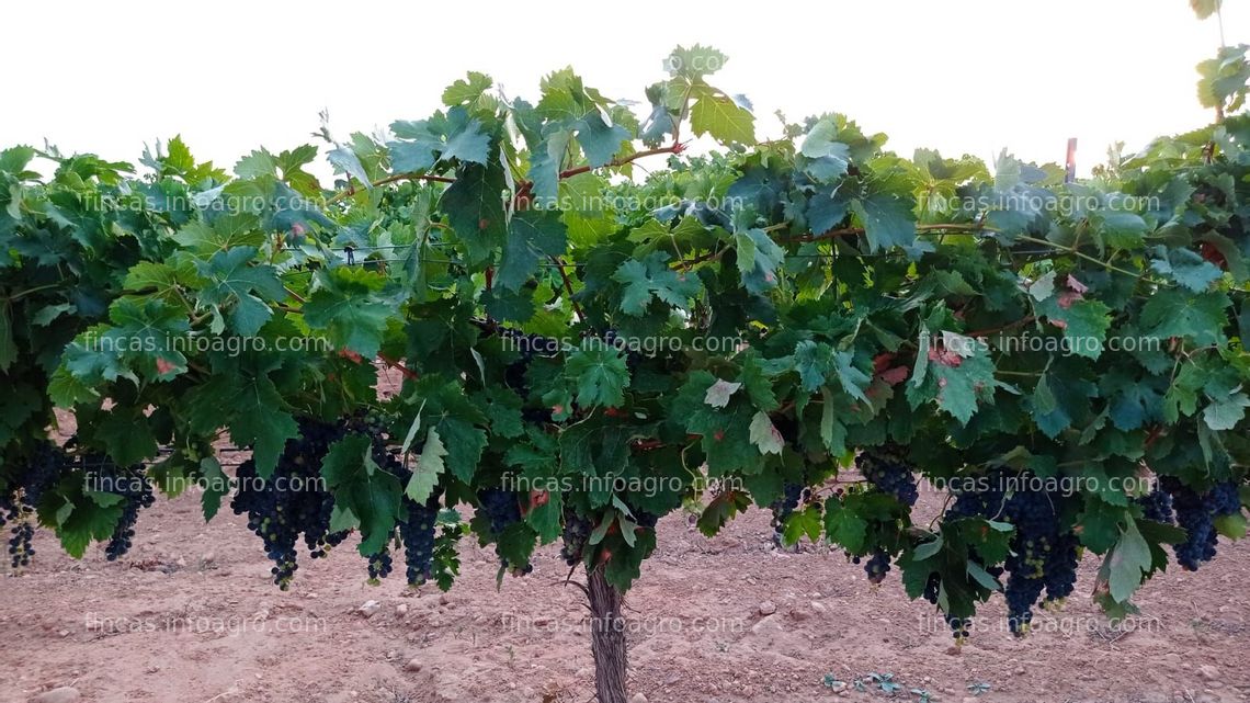 Fotos de En venta  Viñedo de 1,4 Ha variedad tempranillo con riego en Socuéllamos-Ciudad Real