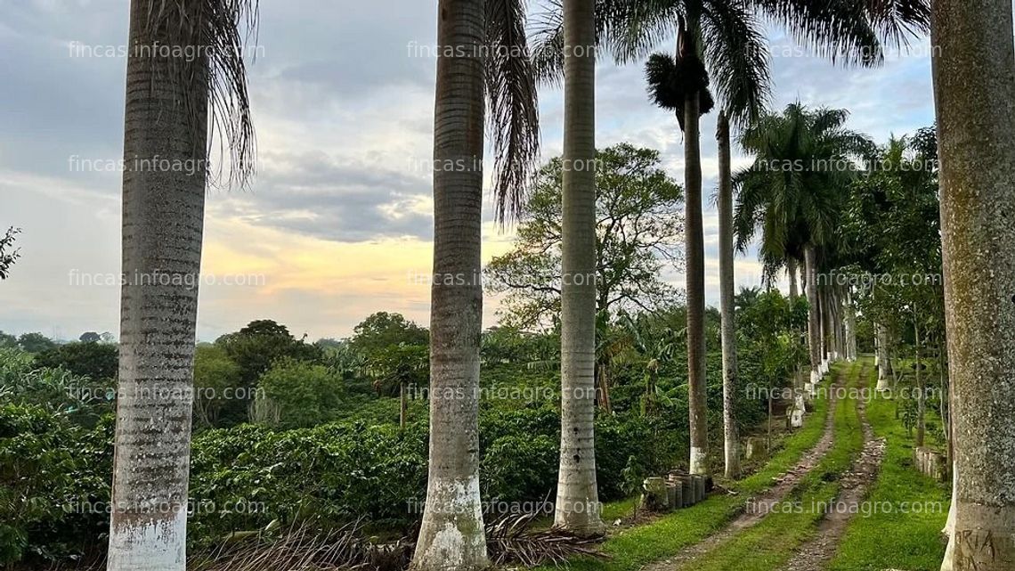 Fotos de Vendo Finca cafetera Quimbaya Quindio