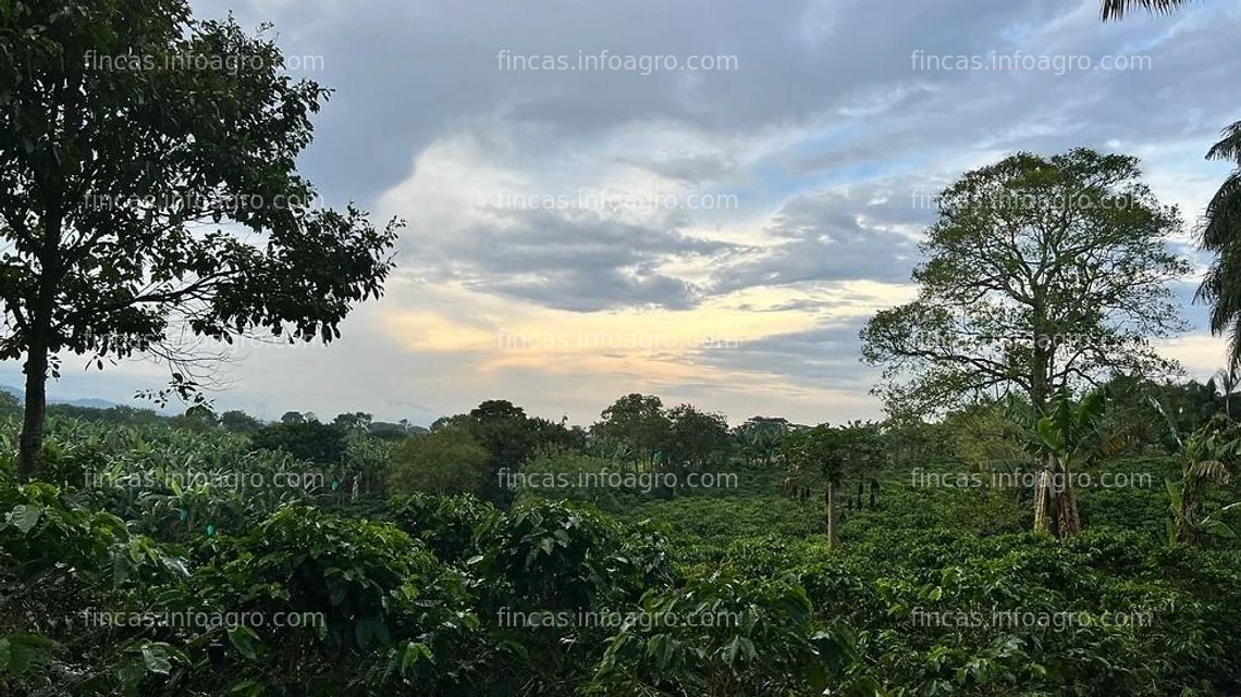 Fotos de Vendo Finca cafetera Quimbaya Quindio