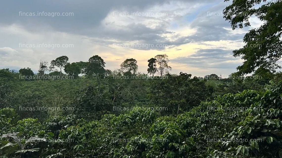 Fotos de Vendo Finca cafetera Quimbaya Quindio